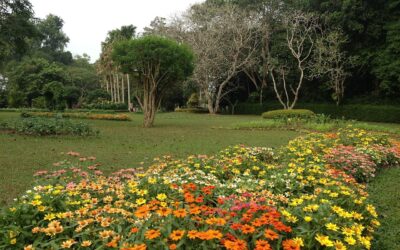 Jardín Botánico Henarathgoda