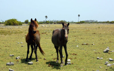 Caballos salvajes de Delft