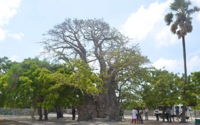 Baobabs en la isla de Delft